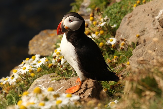 puffin