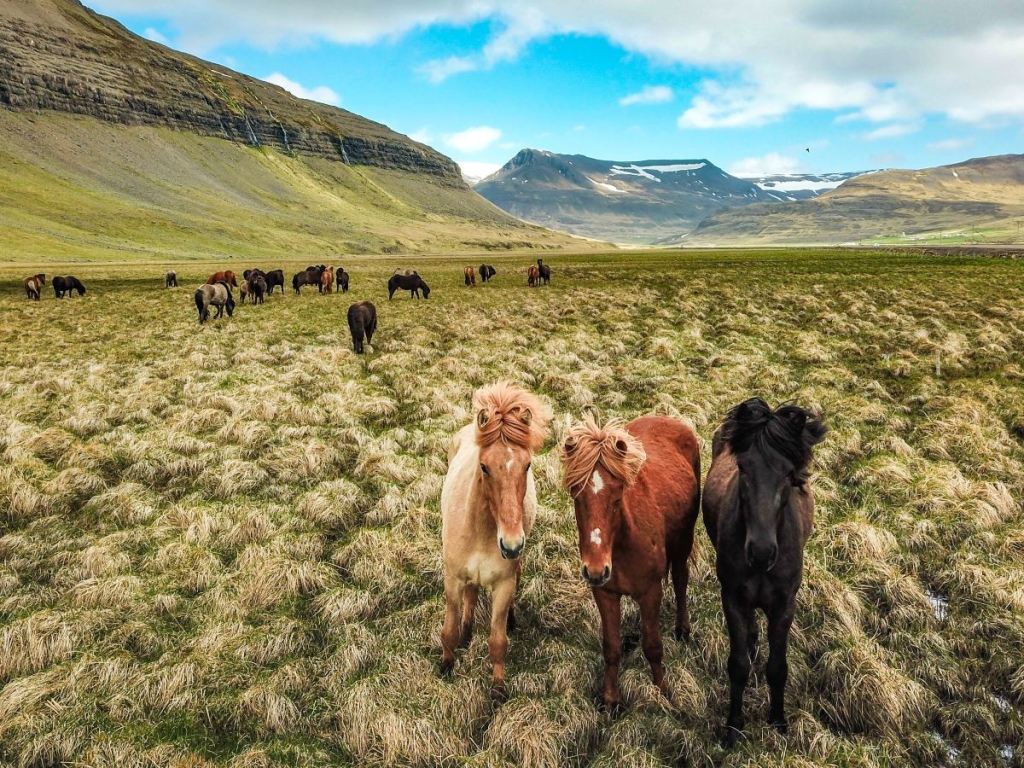 Iceland Horses