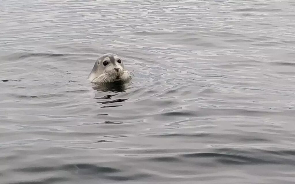 seals