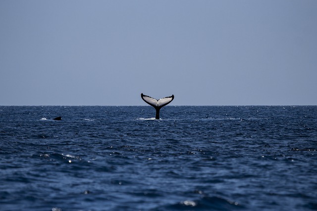 whale tail