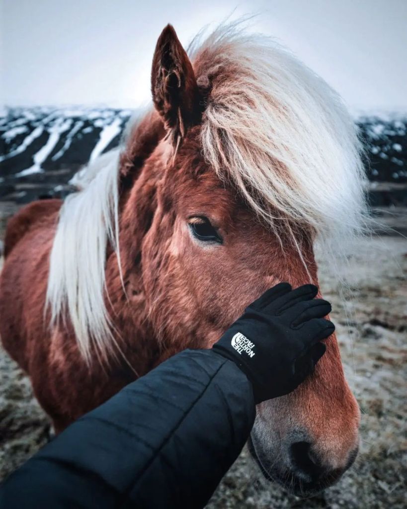 Icelandic horse