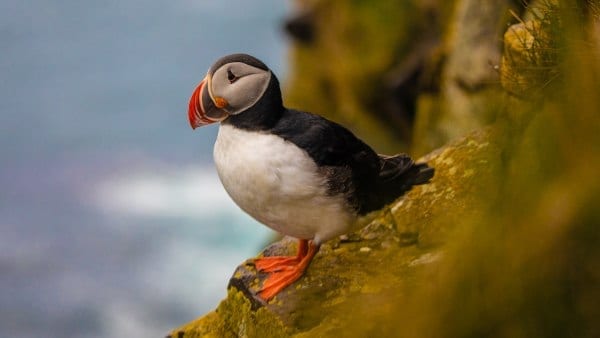 Image of a puffin