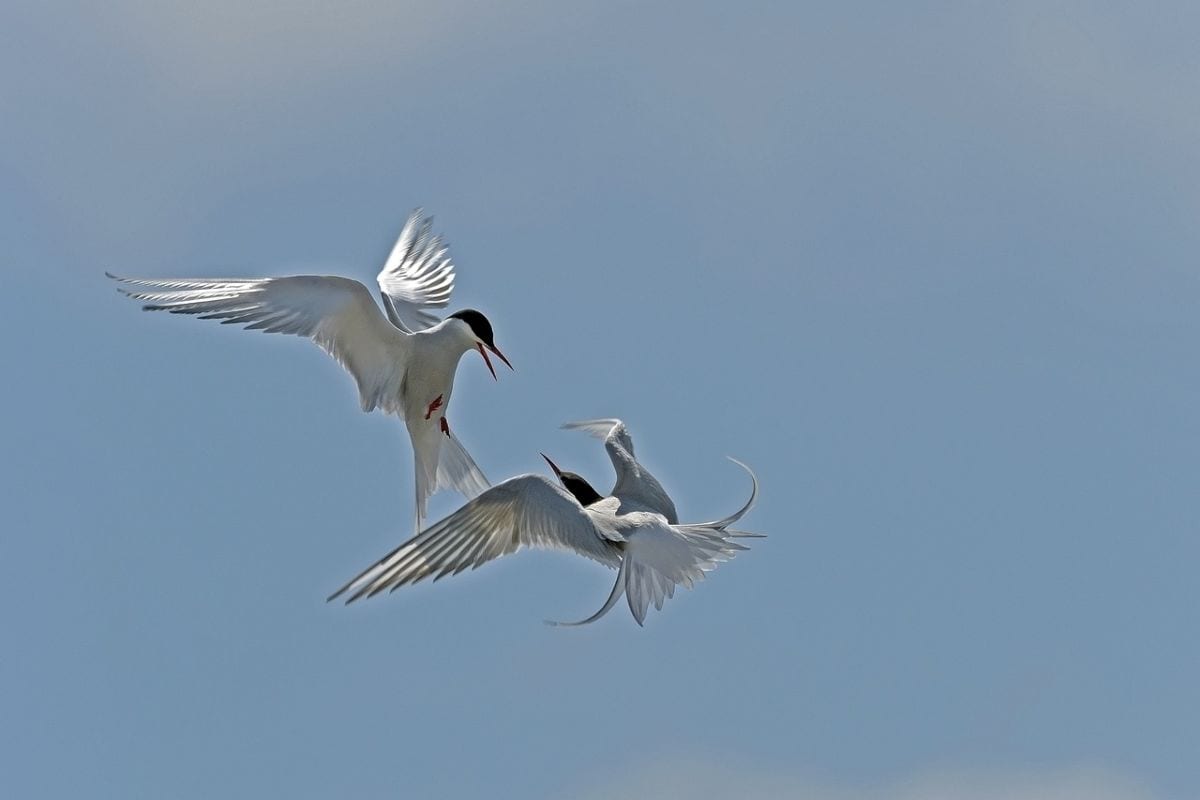 two arctic terns fighting