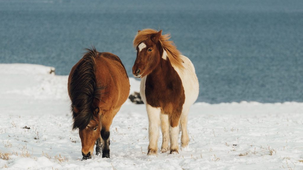 Two horses in the snow