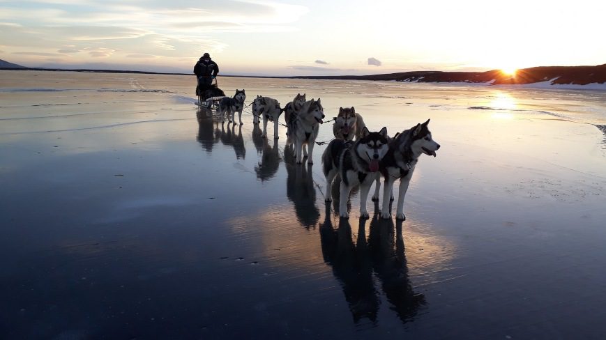A man and group of Huskies standing on ice. There's a sunset in the background.