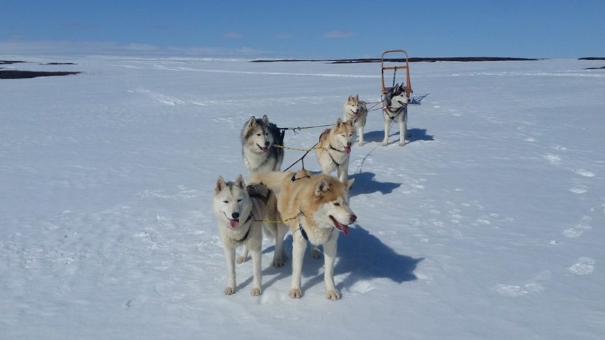 Six Huskies dogs sledding on the snow with a sledge behind them in Iceland
