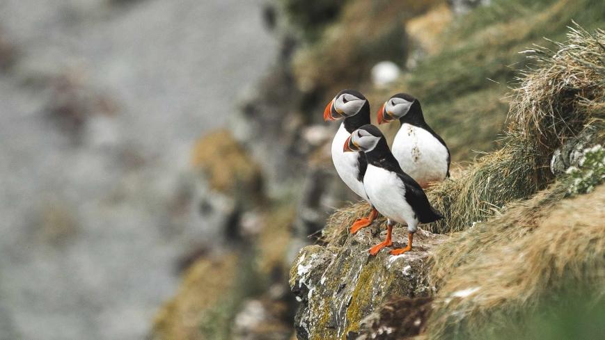 3 Puffins standing on the rocks