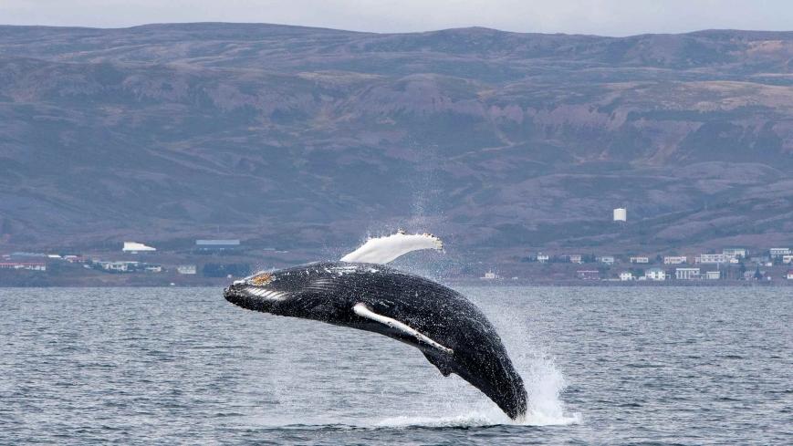 Whale is watching and jumping above water. There are mountains in the background