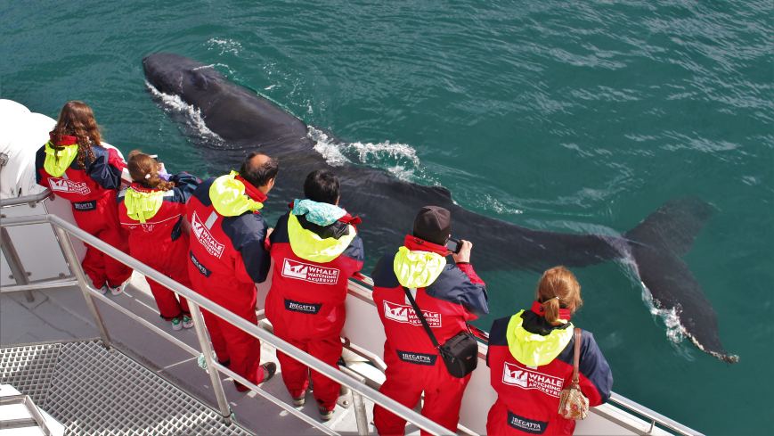 Group of people are watching a whale from boat in the water