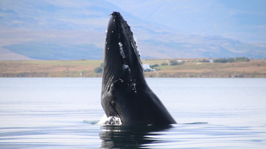 Whale is emerges from water. There are mountains in the background
