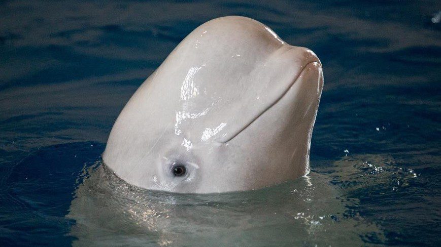 Beluga whale is surfaced over water