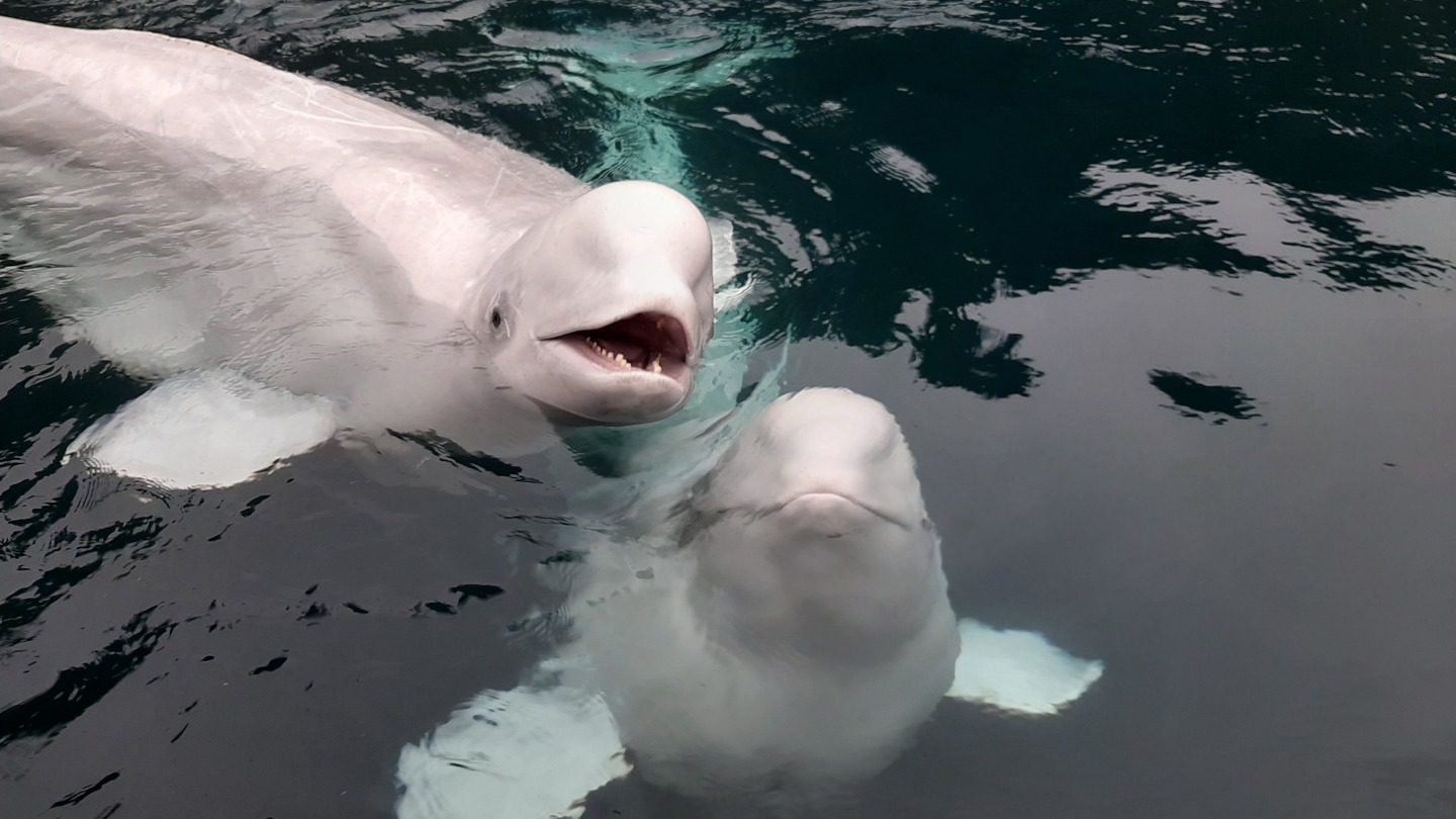 2 belugas swimming in the water