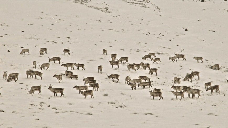 Group of reindeers staying on the snow