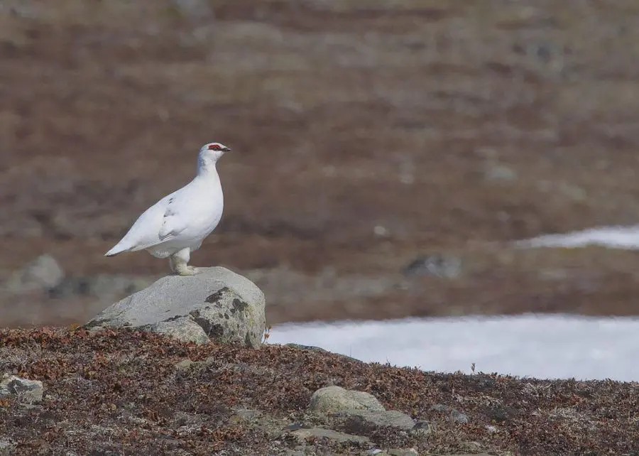 Ptarmigan in natural habitat