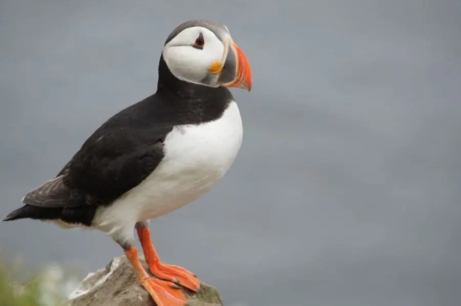 Puffin in natural habitat