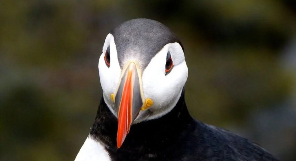 a zoom to Puffin's head and bead