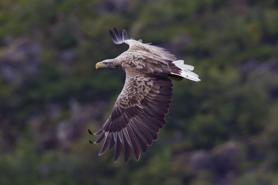 White tailed eagle during the fligh