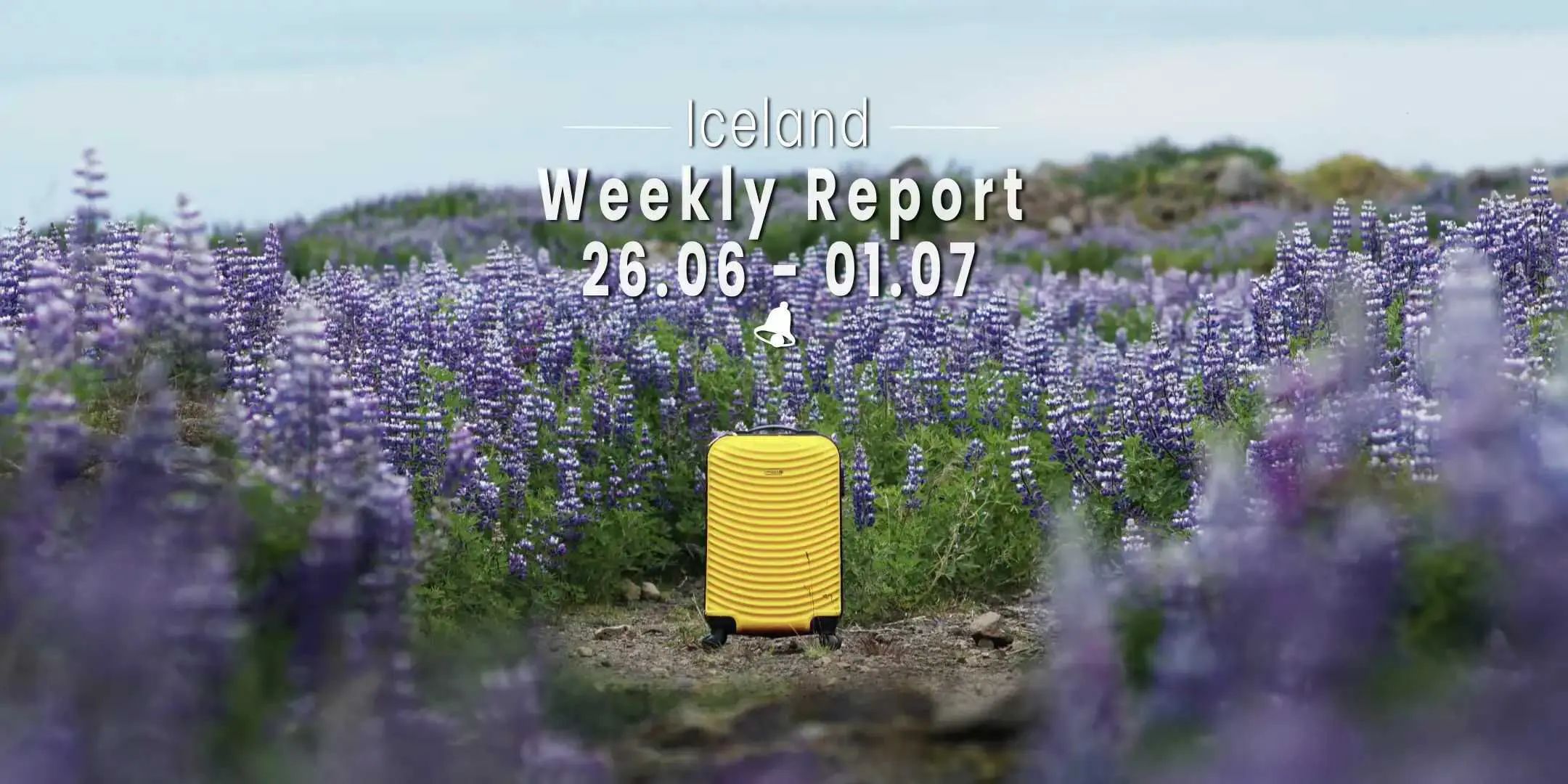 Yellow suitcase around the lupine.