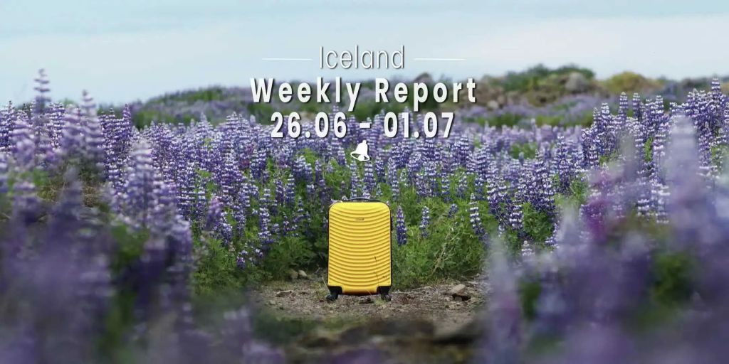 Yellow suitcase around the lupine.