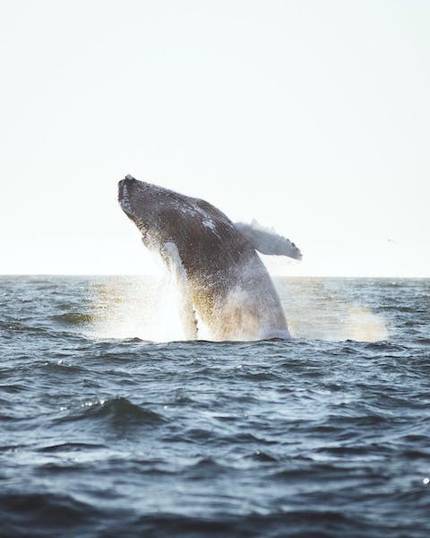 A whale is jumping above the water level