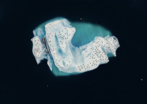 A big iceberg with animals
