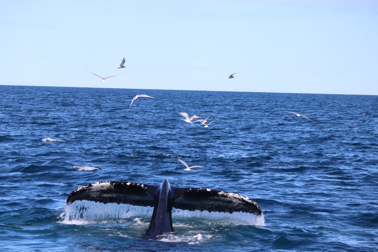 Humpback whale tail emerging from the blue ocean with seagulls flying above, showcasing Iceland's rich marine life and the natural beauty of whale watching excursions.