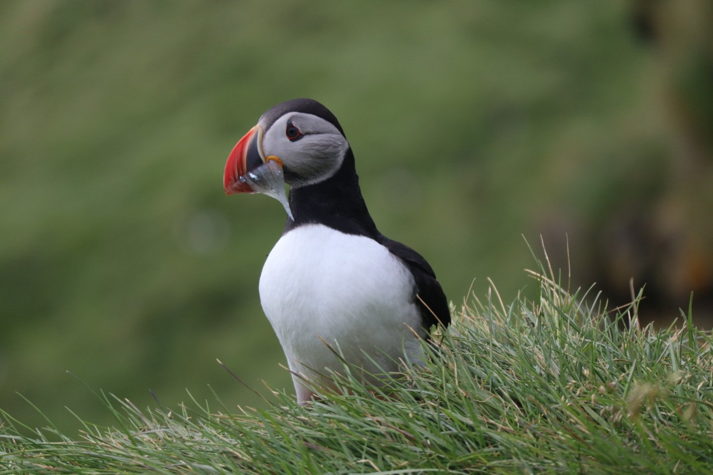 Close-up of a puffin perched on grassy terrain, its distinctive black and white plumage and colorful beak contrasting against the lush green background, highlighting Iceland's wildlife.