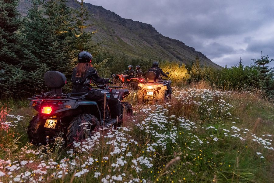 A group of ATV riders driving through a grassy trail lined with wildflowers and pine trees, with mountains rising in the background under a cloudy evening sky in Ísafjörður, Iceland.