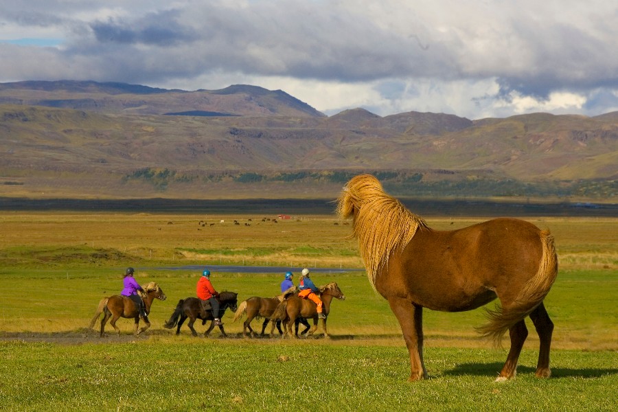 A large Icelandic horse stands in the foreground of a vast grassy landscape, watching a group of riders on horseback in colorful jackets as they trot across the field, with mountains stretching across the horizon in the background.