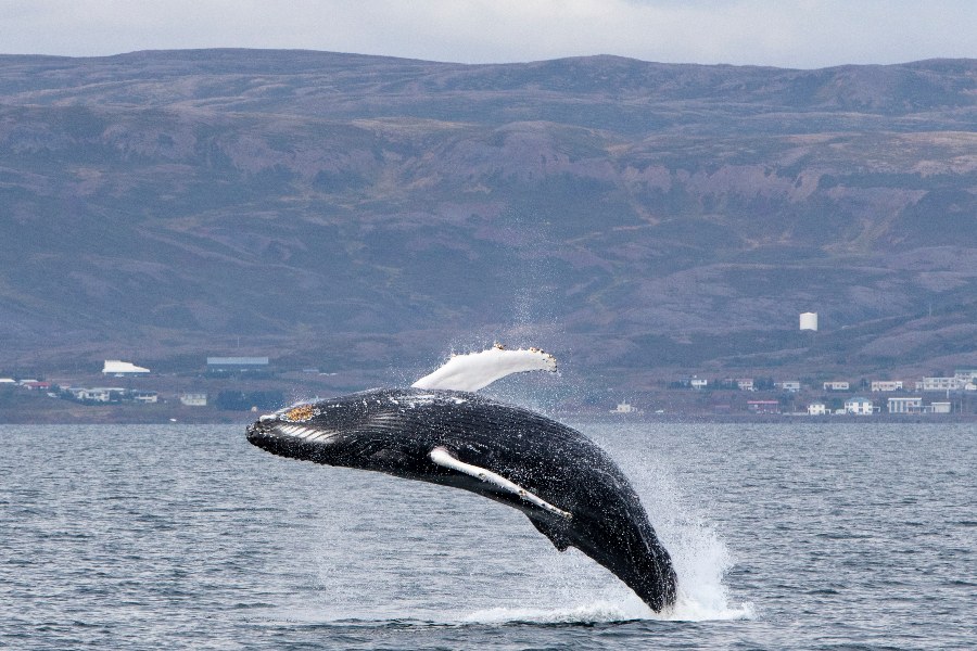 A humpback whale breaching out of the water in a spectacular leap, with the Icelandic coastline and small town in the background, set against a backdrop of rugged hills.