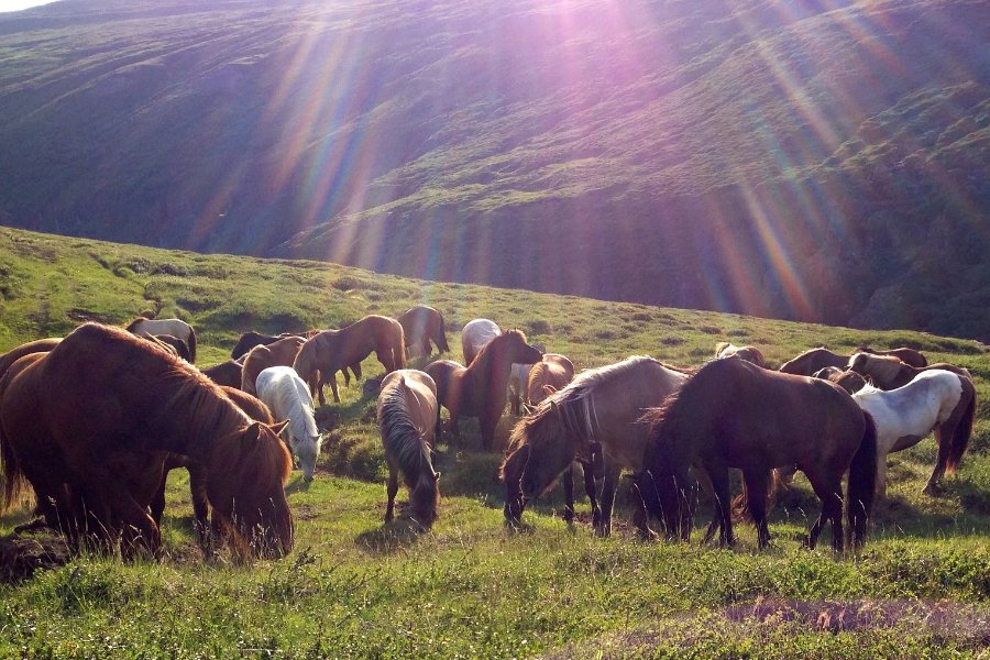 A group of Icelandic horses grazing peacefully on a sunlit green hillside, with rays of sunlight streaming down from above, casting a warm glow on the scene.