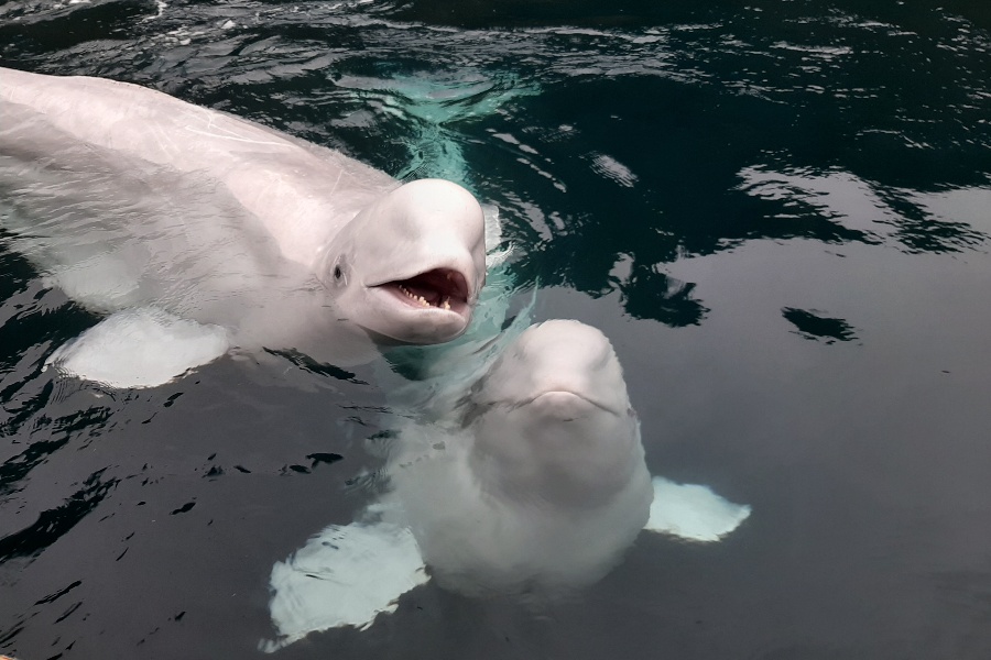 Two playful beluga whales swimming near the surface of the water, with one of them opening its mouth as if smiling, in the Sea Life Trust sanctuary.