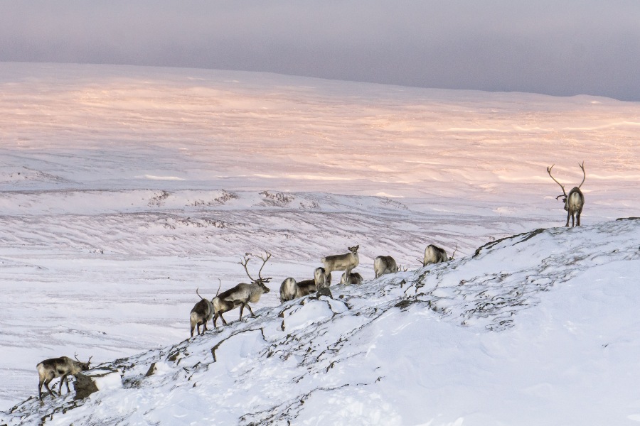 A herd of reindeer climbing a snowy hillside in Iceland during winter, with the soft pink and orange glow of the sun illuminating the distant snow-covered landscape.