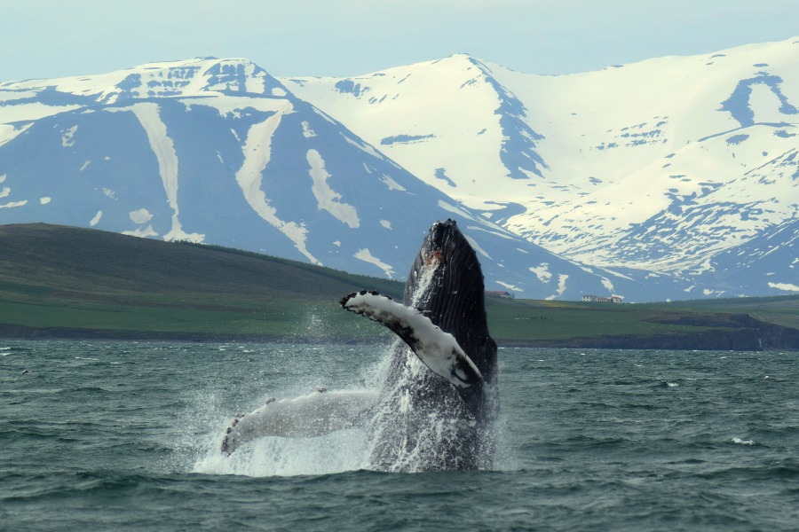 A humpback whale breaching out of the water in front of snow-capped mountains in Akureyri, Iceland, with water splashing as the whale rises dramatically from the ocean.