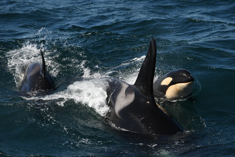 A pod of orcas swimming in the ocean near Ólafsvík, Iceland, with one orca's dorsal fin prominently visible above the water as they surface together.