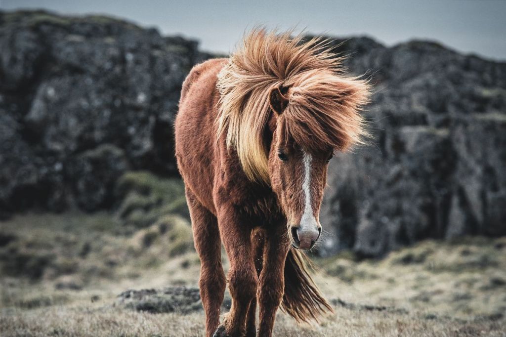 A single Icelandic horse with a thick, windblown mane standing on rugged terrain. The horse has a chestnut brown coat and is set against a backdrop of rocky hills.