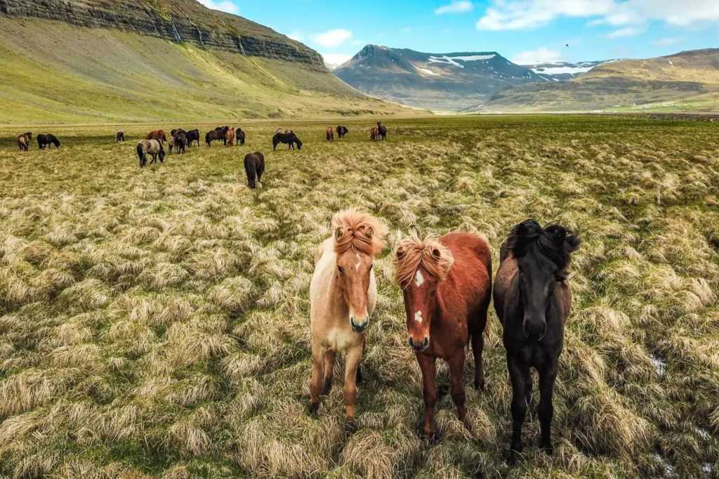 A group of Icelandic horses grazing on a vast green field with mountains in the background. Two horses stand in the foreground, one light brown and one darker, both with windswept manes.