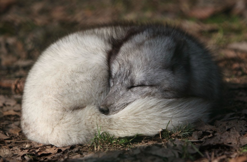 Arctic Fox Sightings