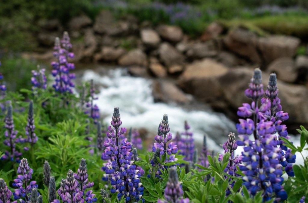 Lupine Blooming in Iceland