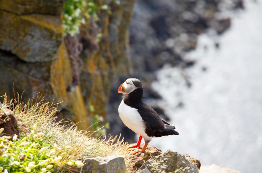 Puffin Watching in Iceland