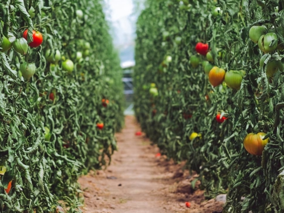 A lush tomato field with rows of tall, leafy plants bearing red and green tomatoes. A dirt path runs through them, conveying a calm, agricultural vibe.