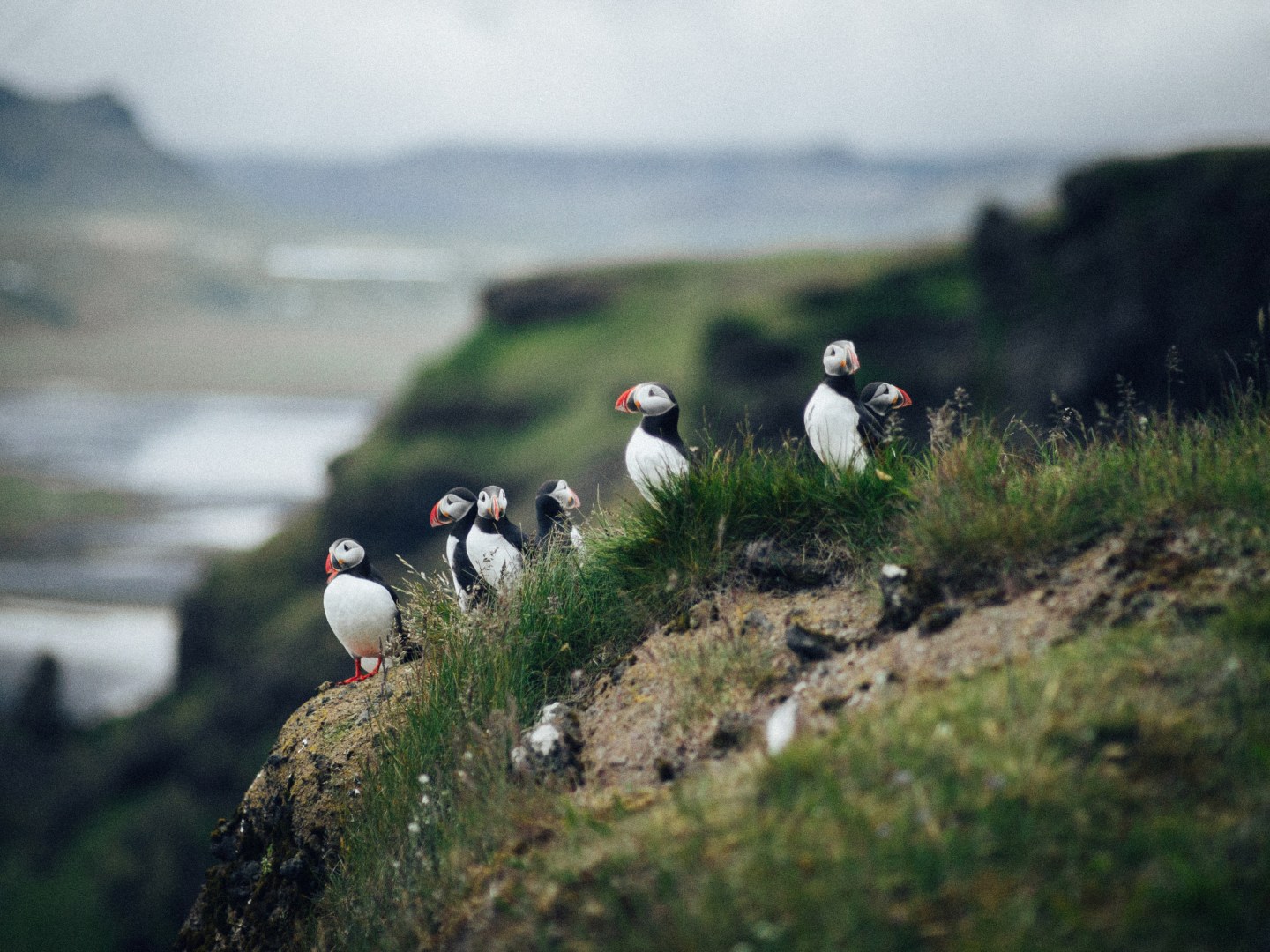 A group of puffins with colorful beaks stand on a lush, grassy cliff overlooking a blurred, overcast landscape. The scene feels serene and wild.