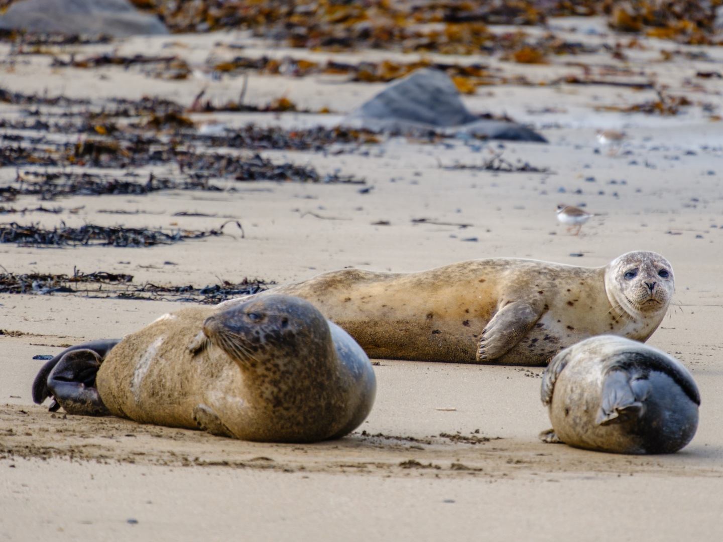 Three seals rest on a sandy beach scattered with seaweed. Two lie close together on their sides, while one gazes towards the camera, appearing relaxed.